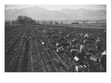 Potato Fields Prints by Ansel Adams