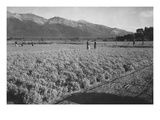 Guayule Field Kunstdruck von Ansel Adams