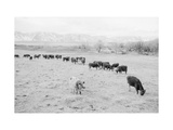 Cattle in South Farm Pósters por Ansel Adams Cattle in South Farm Pósters por Ansel Adams