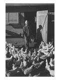 Chicken Farm, Mori Nakashima Posters by Ansel Adams