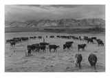 Cattle in South Farm Photo by Ansel Adams