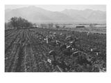 Potato Fields Poster van Ansel Adams Potato Fields Poster van Ansel Adams