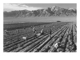 Farm, Farm Workers, Mt. Williamson in Background Posters par Ansel Adams