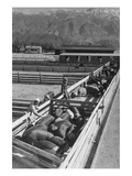 Hog Farm Prints by Ansel Adams