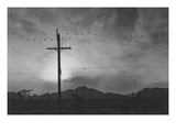 Birds on Wire, Evening Pósters por Ansel Adams