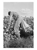 Migratory Field Worker Picking Cotton Posters by Dorothea Lange