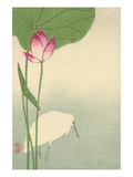 White Heron and Lotus Photo by  Baison
