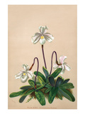 Thai Lady Slipper Orchid; Cypripedioidea Posters by H.g. Moon