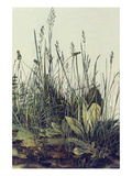 The Large Piece of Grass Print by Albrecht Durer