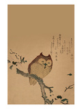 Owl of Branch Posters