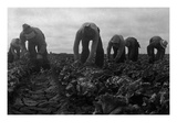 Filipinos Cutting Lettuce Prints by Dorothea Lange