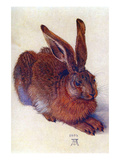 Field Hare Posters by Albrecht Durer