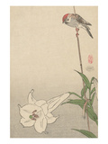Small Bird on Lily Plant. Prints by  Baison