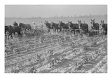 Cultivating Cotton Kunstdrucke von Dorothea Lange