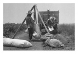 Cotton Weighing Prints by Dorothea Lange