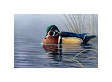 Male Wood Duck Prints by Andrew Kiss