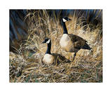 Lifetime Mate- Geese Poster by Andrew Kiss