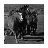 Leader of the Pack Art by Wendy Caro