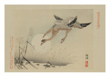 Flying Cranes Affiches