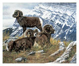 Rocky Mountain Spring Posters by Andrew Kiss