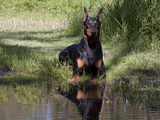 Black Doberman with Reflection Photographic Print by Lynn M. Stone