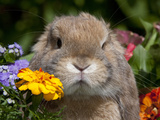 Tan Lop Rabbit Portrait Photographie par Lynn M. Stone