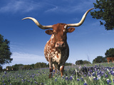 Texas Longhorn in Bluebonnets, Texas Photographic Print by Lynn M. Stone