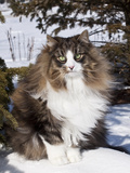 Norwegian Forest Cat in Snow Photographic Print by Lynn M. Stone