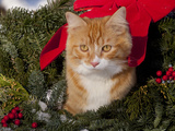 Orange Cat in Evergreen Boughs Photographic Print by Lynn M. Stone
