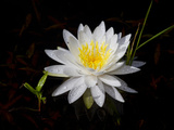 White Water Lily Photographic Print by Lynn M. Stone