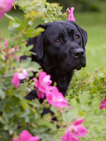 Black Labrador Retriever with Roses, Portrait Photographic Print by Lynn M. Stone