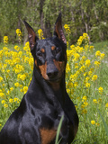 Black Doberman, Portrait Photographic Print by Lynn M. Stone