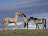 Three Wild Horses on Ridge, Wyoming Photographic Print by Lynn M. Stone