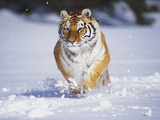 Tiger Running in Snow Lámina fotográfica por Lynn M. Stone Tiger Running in Snow Lámina fotográfica por Lynn M. Stone