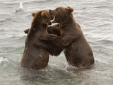 Grizzly Bears (Aka Alaska Brown Bears) "Dancing", Alaska Photographic Print by Lynn M. Stone