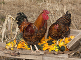 Wyandotte (Breed) Rooster and Hen Fotografie-Druck von Lynn M. Stone