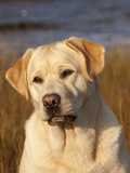 Yellow Labrador Retriever, Portrait Photographic Print by Lynn M. Stone