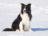 Border Collie in Snow Photographic Print by Lynn M. Stone