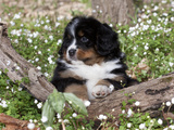 Burmese Mountain Dog Puppy in Wildflowers, Illinois Photographic Print by Lynn M. Stone