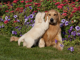 Golden Retriever Pup with Adult Photographic Print by Lynn M. Stone
