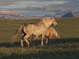 Wildhorse Palomino Stallion Late Day, Wyoming Photographic Print by Lynn M. Stone