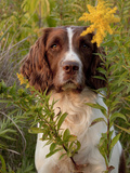 English Springer Spaniel in Field Photographic Print by Lynn M. Stone