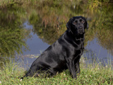 Black Labrador Retriever by Pond Photographic Print by Lynn M. Stone