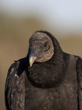 Black Vulture, Portrait Photographie par Lynn M. Stone