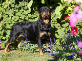 Roittweiler Dog Photographic Print by Lynn M. Stone