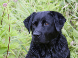 Black Labrador Retriever, Portrait Photographic Print by Lynn M. Stone