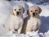 Pair of Yellow Labrador Retriever Puppies in Snow Photographic Print by Lynn M. Stone