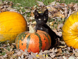 Black Kitten on Pumpkin Photographie par Lynn M. Stone