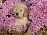 Golden Retriever Puppy in Chrysanthemums Photographic Print by Lynn M. Stone