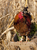 Wyandotte (Breed) Rooster Fotografie-Druck von Lynn M. Stone
